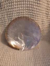 Shell #14 Mother Of Pearl Shell 8'