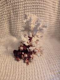 White Coral #2 - 7'