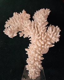 Coral White 11' H