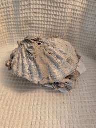 Chesapecten Fossil