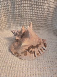 Shell #28 Conch 6'