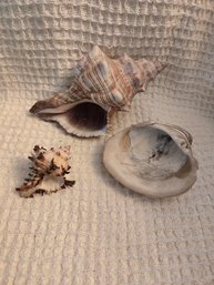 Shell#29 Set Of 3 - Pekmar, Clam, Conch