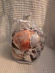 Shells In A Bag #1