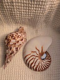 Shell # 31 Set Of 2 -4'- Nautilus,  Charonia