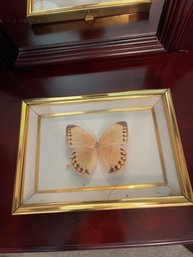 Butterfly Picture Frame  9x7