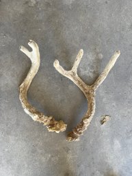 Deer? Antlers