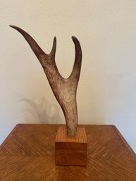 Deer Antler On Wooden Stand 13