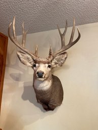 Mule Deer Head Mount