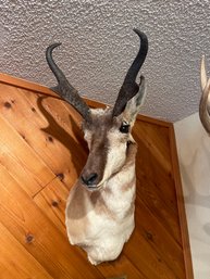 Pronghorn Antelope Head Mount