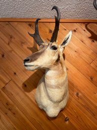 Pronghorn Antelope Head Mount