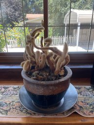 Monkey Tail Cactus Terracotta Pot  & Bowl