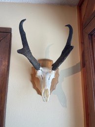 Mount Faux Skull Bone