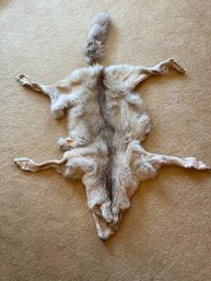 Coyote Pelt Fur 53