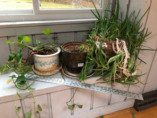 3 Indoor Potted Plants B