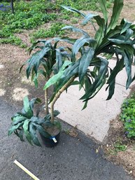 Decorative Artificial Plant, Approx 4 Feet Tall