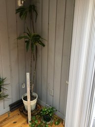 2 Indoor Potted Plants One Is Over 6 Feet Tall C
