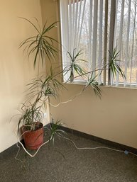 Large Indoor Plant- Dragon Tree