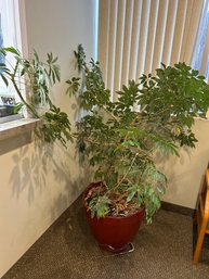 Large Umbrella Tree Indoor Plant