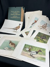 Vintage/ Antique Bird/ Wildlife Prints Famous Artists