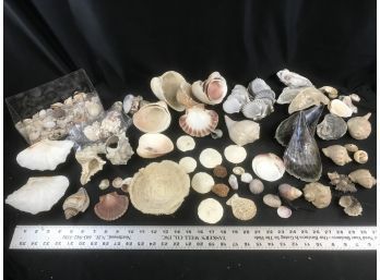 Large Lot Of Nice Seashells And Coral