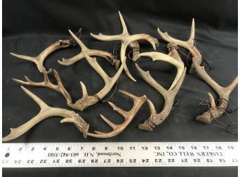 Lot Of Antlers