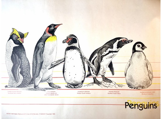 Penguins Poster- Local Plainville CT Publisher