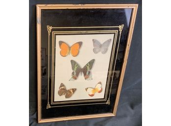 Print Of Butterflies