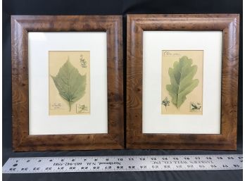 2 Framed Leaf Pictures, Approximate Size 10 1/2 X 13 Inches