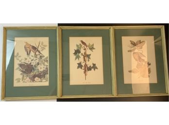 3 Vintage Audubon Bird Prints