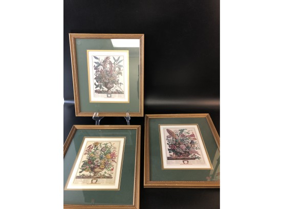 3 Framed Botanical Prints