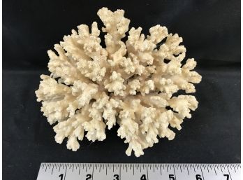 Coral Piece, Approximately 6 X 5