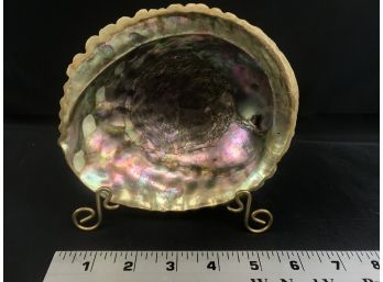 Abalone, Approximately 6 X 5 Inches