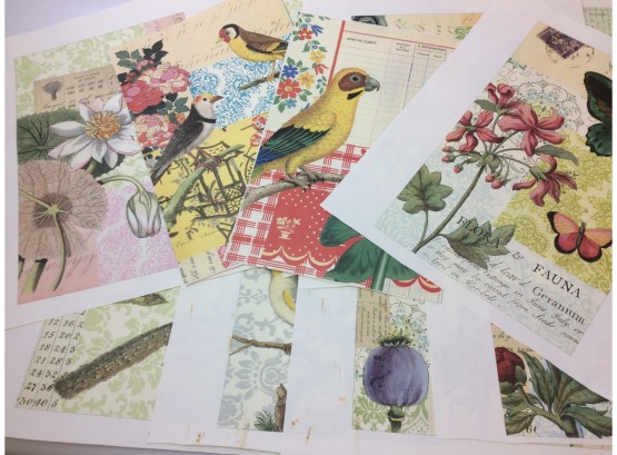 Prints- Birds, Butterflies & Flowers