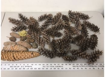 Various Pine Cones From The Northwest