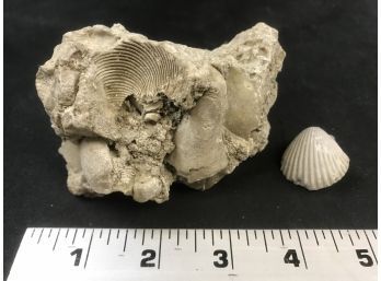 2 Fossilized Rocks Of Shells