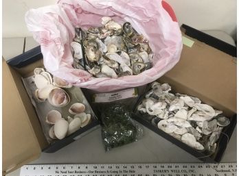 Large Lot Of Oyster Shells, Some Painted