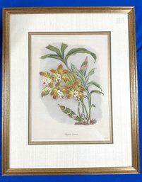 Lot 428SES - Robert Warner Orchid Botanical Etching Reproduction 1882 - Chysis Loevis