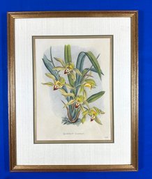 Lot 429SES - Robert Warner Cymbidium Lowianum, 1882-1897 Botanical Etching Reproduction