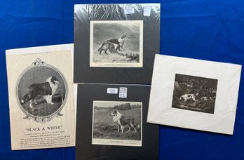 Lot 356- Lot Of 4 Matted B&W Antique & Vintage Litho Prints - Setter - Collie - Dogs