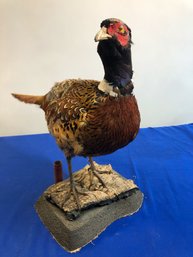 Lot 436 - Taxidermy Colorful Vintage Pheasant Bird On Tree Stand With Bullet Casing Shell - Located In NH