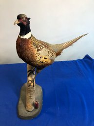 Lot 434 - Taxidermy Colorful Vintage Pheasant Bird On Tree Stand With Bullet Casing Shell - Located In NH