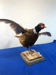 Lot 435 - Taxidermy Colorful Vintage Pheasant Bird In Flight - Located In NH
