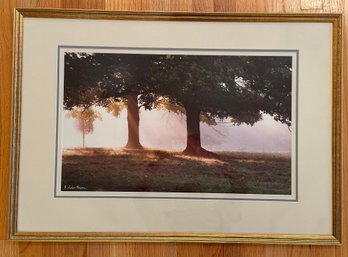 Lot 336 - Award Winning Photographer Andrew Borsari AP Litho Oak Trees Sunrise - Rustic - Romantic - Elegant