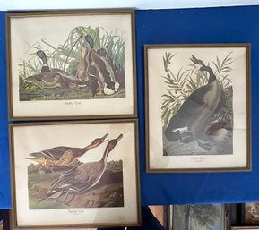 Lot 426- Vintage Ducks Geese Mallards Art Set Of 3 Birds Of American National Gallery Or Art