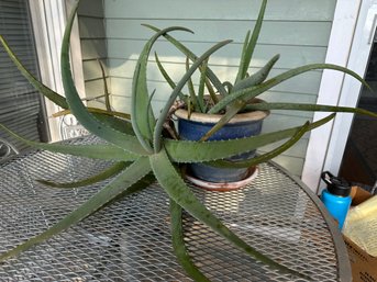 Lot 309 - Giant Healthy Aloe Plant - Gardeners Delight!