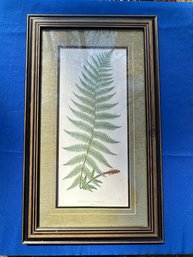 Lot 313 - Vintage Fern Botanical Art - Framed And Matted