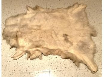 Lot 174- Reindeer Pelt - Not Mounted 50 X 44 Inches