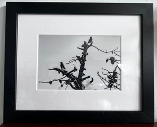 Birds In A Pine Tree Black And White Framed Photographed