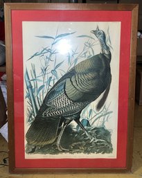 J.J. Audubon Framed Print - Wild Turkey