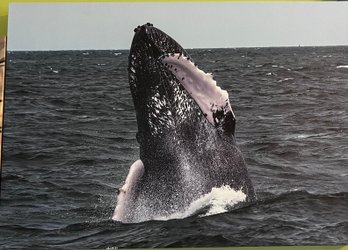 Breaching Humpback Whale Professional Photograph On Stretched Canvas Taken On Long Island By Jacqueline Taffe